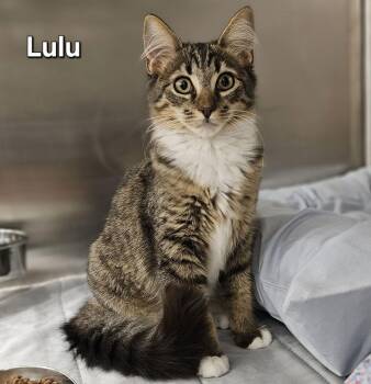 Maine Coon and Domestic Medium Hair Cats Available for Adoption - Lulu Aka Lulu Lemon | PetCurious