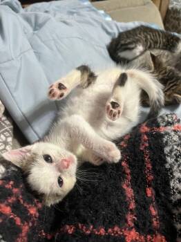 Rescue Domestic Short Hair Cats for Adoption in Wedgefield, South Carolina - Patty Pan | PetCurious