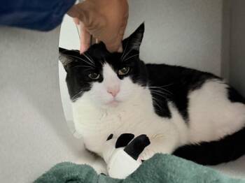 Stallone -  Domestic Short Hair Cat for Adoption in New York, New York - Stallone | PetCurious