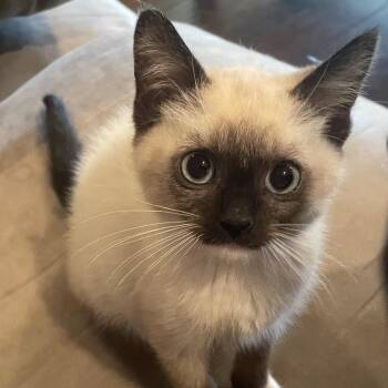 Salad -  Siamese Cat for Adoption in Bentonville, Arkansas - Salad | PetCurious