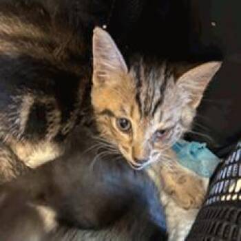 Reagan -  Domestic Short Hair Cat for Adoption in NEW PT RICHEY, Florida - Reagan | PetCurious