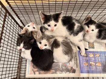 KRAMER -  Domestic Short Hair Cat Available for Adoption in Tustin, California - KRAMER | PetCurious