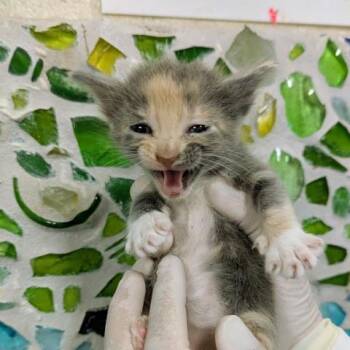 Rescue Domestic Short Hair Cats for Adoption in Pensacola, Florida - APPLE CRISP | PetCurious