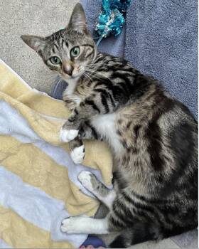 Beauty -  Domestic Short Hair Cat for Adoption in San Diego, California - Beauty | PetCurious