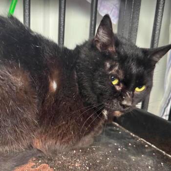 Ranger -  Domestic Short Hair Cat for Adoption in Gordonsville, Tennessee - Ranger | PetCurious