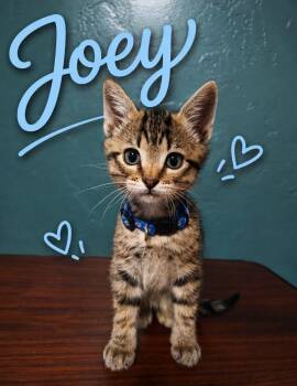Joey -  Domestic Medium Hair Cat for Adoption in Oklahoma City, Oklahoma - Joey | PetCurious