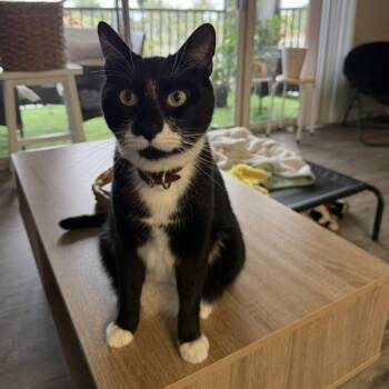 Toby -  Domestic Short Hair Cat for Adoption in West Palm Beach, Florida - Toby | PetCurious