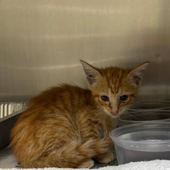 SAS-A-91771 -  Domestic Short Hair Cat for Adoption in Milton, Florida - SAS-A-91771 | PetCurious