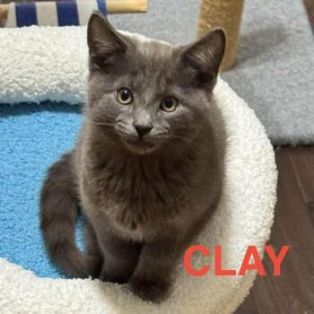 Clay -  Domestic Short Hair Cat for Adoption in Parkersburg, West Virginia - Clay | PetCurious