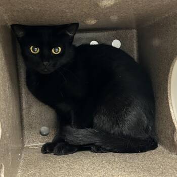 Sonnet -  Domestic Short Hair Cat for Adoption in Abilene, Texas - Sonnet | PetCurious