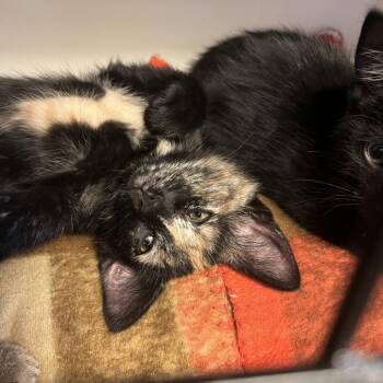 Posy -  Domestic Short Hair Cat for Adoption in Albert Lea, Minnesota - Posy | PetCurious