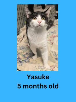 Yasuke -  Domestic Short Hair Cat for Adoption in Ravenna, Ohio - Yasuke | PetCurious
