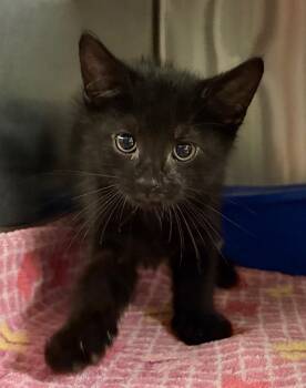 Maul -  Domestic Short Hair Cat for Adoption in Ocala, Florida - Maul | PetCurious