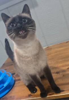 Capri -  Siamese Cat for Adoption in Murphysboro, Illinois - Capri | PetCurious