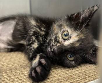 Domestic Short Hair Cats Available for Adoption in Palo Alto, California - OCTAVIA | PetCurious