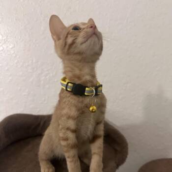 Pringles -  Domestic Short Hair Cat for Adoption in Fort Lauderdale, Florida - Pringles | PetCurious