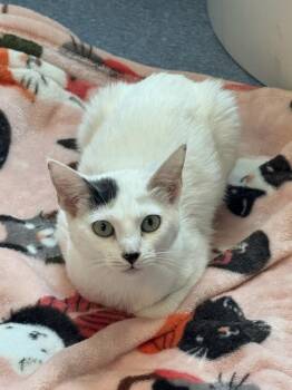 Kida -  Domestic Short Hair Cat for Adoption in Golden, Colorado - Kida | PetCurious