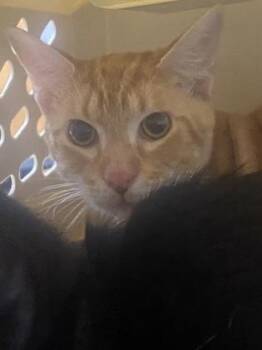 Leo -  Domestic Short Hair Cat for Adoption in Gainesville, Florida - Leo | PetCurious