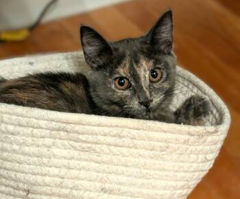 Harper -  Dilute Tortoiseshell Cat for Adoption in Hamilton, Ontario - Harper | PetCurious
