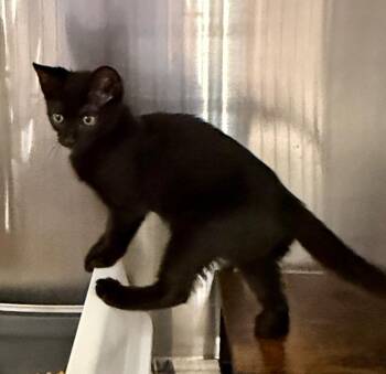 Domestic Short Hair Cats Available for Adoption in Ocala, Florida - Sparkplug (Petsmart) | PetCurious
