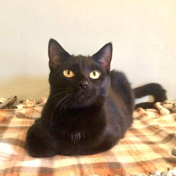 Rescue Domestic Short Hair Cats for Adoption in Greensburg, Pennsylvania - Lorelai | PetCurious
