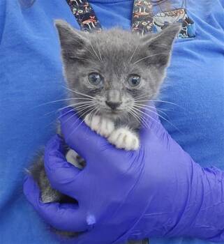 Domestic Short Hair Cats Available for Adoption in Dallas, Texas - PEBBLE | PetCurious