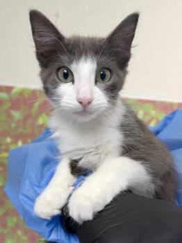 Lisa -  Domestic Short Hair Cat for Adoption in San Antonio, Texas - Lisa | PetCurious