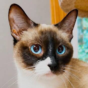Shiloh -  Siamese Cat for Adoption in Crystal Lake, Illinois - Shiloh | PetCurious