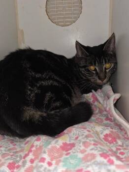 Bubbles -  Domestic Short Hair Cat for Adoption in Thompson Falls, Montana - Bubbles | PetCurious