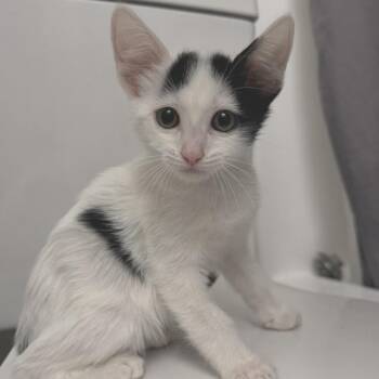 Cloud -  Domestic Short Hair Cat for Adoption in Redwood City, California - Cloud | PetCurious