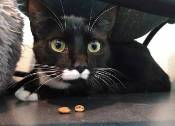 Domestic Short Hair Cats Available for Adoption in Palm Coast, Florida - Princess | PetCurious