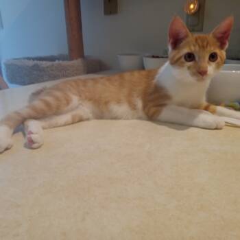 Rescue Domestic Short Hair Cats for Adoption in Greenfield, Indiana - Oak | PetCurious