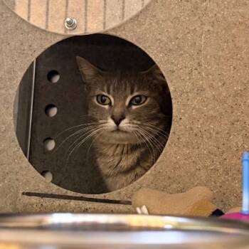 Domestic Short Hair Cats Available for Adoption in Cheyenne, Wyoming - Crunchy Cheeto | PetCurious