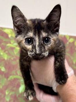 Comal -  Domestic Short Hair Cat for Adoption in San Antonio, Texas - Comal | PetCurious
