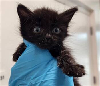 BUTTERCUP -  Domestic Short Hair Cat for Adoption in Fort Lauderdale, Florida - BUTTERCUP | PetCurious