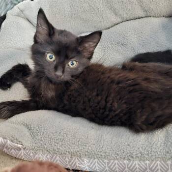 Rescue Domestic Short Hair Cats for Adoption in Fairfax, Virginia - Blackjack | PetCurious