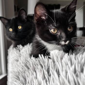 Domestic Short Hair Cats Available for Adoption - Nebula | PetCurious