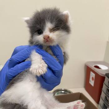 Shwarma -  Domestic Short Hair Cat for Adoption in Lynchburg, Virginia - Shwarma | PetCurious