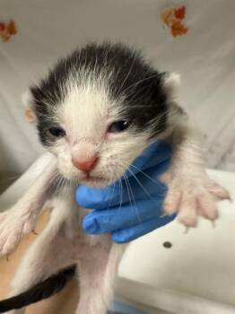 Domestic Short Hair Cats Available for Adoption - BIBI | PetCurious