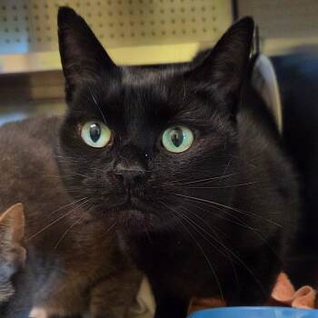 Peapot -  Domestic Short Hair Cat for Adoption in Asheville, North Carolina - Peapot | PetCurious