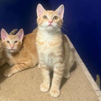 Regina -  Tabby and Domestic Short Hair Cat for Adoption in Antioch, California - Regina | PetCurious