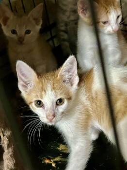 Albert aka Ali -  Tabby Cat for Adoption in New Orleans, Louisiana - Albert Aka Ali | PetCurious