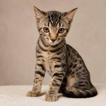 Brie Cheese -  Bengal Cat for Adoption in Miami, Florida - Brie Cheese | PetCurious