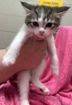 Domestic Short Hair Cats Available for Adoption - Noelle | PetCurious