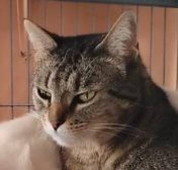 Domestic Short Hair Cats Available for Adoption - LUNA | PetCurious