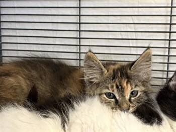 SRIRACHA -  Domestic Long Hair Cat Available for Adoption in Rancho Cucamonga, California - SRIRACHA | PetCurious
