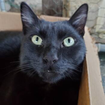 Peloton -  Domestic Short Hair Cat for Adoption in Brea, California - Peloton | PetCurious