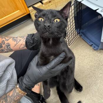 Unauthorized Entity -  Domestic Short Hair Cat for Adoption in York, Pennsylvania - Unauthorized Entity | PetCurious