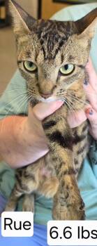 Ruby Red -  Domestic Short Hair Cat for Adoption in Chattanooga, Tennessee - Ruby Red | PetCurious