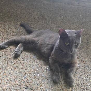 Arthur -  Domestic Short Hair Cat for Adoption in Baytown, Texas - Arthur | PetCurious